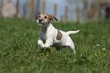 JACK RUSSEL 132